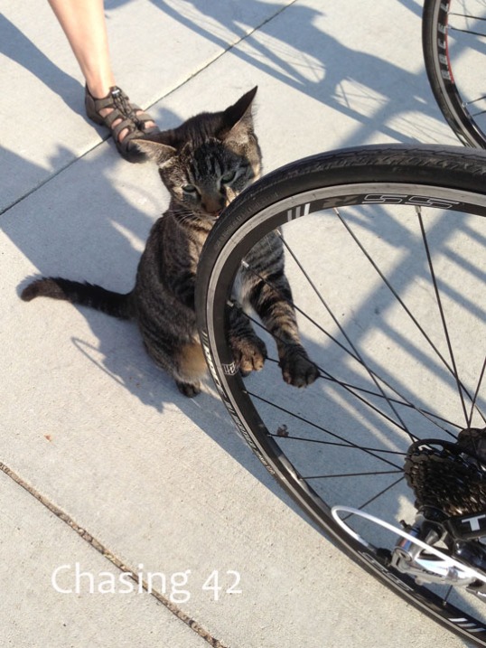 This kitten wanted to welcome us to the trail...and grope my rear tire. 