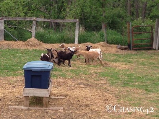 No race is complete without a goat farm :)